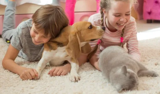 After-Carpet-Install-IMG After-Carpet-Install-IMG